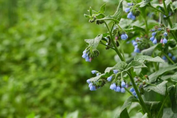 comment faire du purin de consoude
