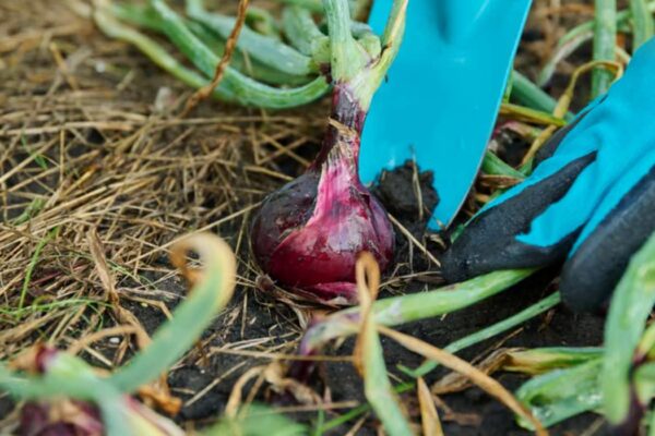 désherber oignons rouges