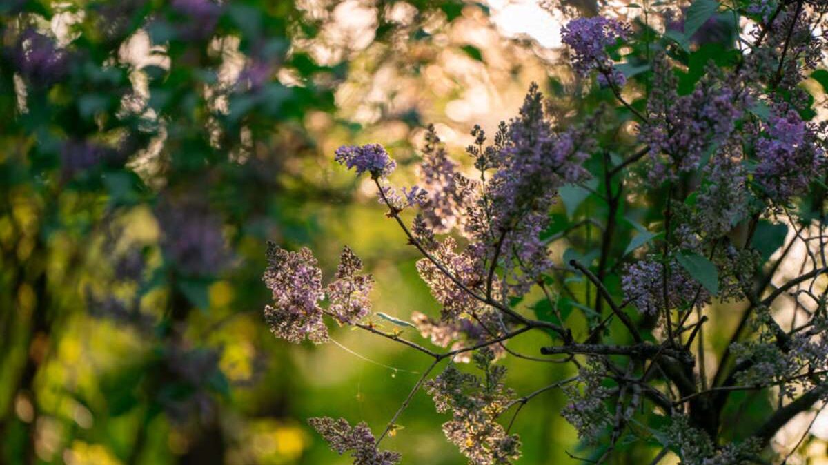 lilas ne fleurit plus