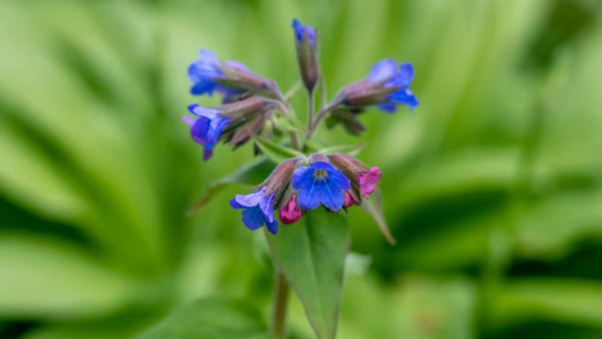 purin de consoude bienfaits