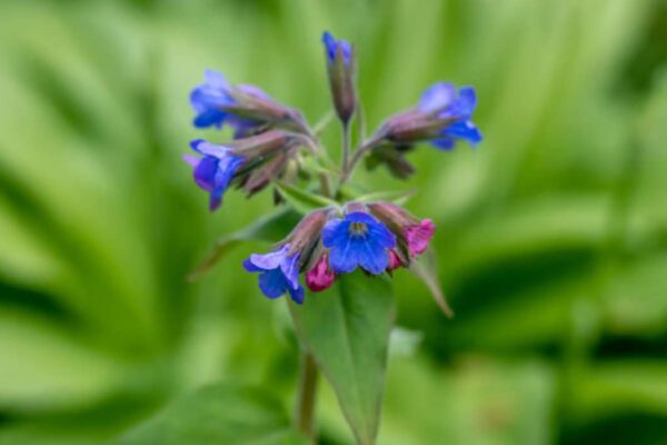 purin de consoude bienfaits
