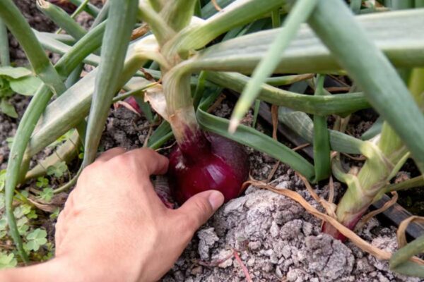 quand et comment planter les oignons rouges